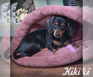 Dachshund Dogs for adoption in Tustin, CA, USA