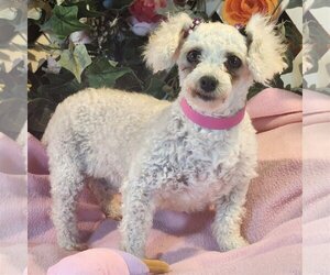 Bichon Frise Dogs for adoption in Bon Carbo, CO, USA