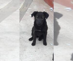 Border Collie Dogs for adoption in El Cajon, CA, USA