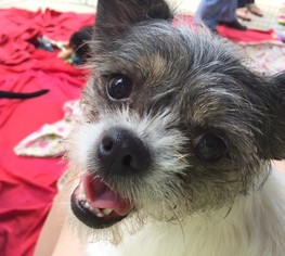 ShiChi Dogs for adoption in Waleska, GA, USA