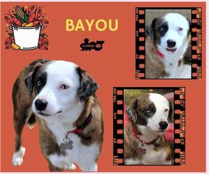 Catahoula Leopard Dog-Unknown Mix Dogs for adoption in Lindsay, CA, USA
