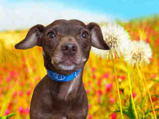 Dachshund Dogs for adoption in Fairfield, CA, USA