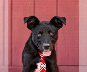 German Shepherd Dog-Unknown Mix Dogs for adoption in Unionville, PA, USA
