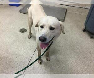 Labrador Retriever-Unknown Mix Dogs for adoption in Riverside, CA, USA