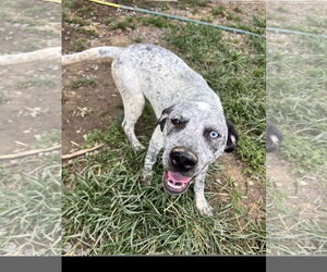 Mutt Dogs for adoption in Tracy City, TN, USA