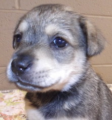 Medium Photo #1 Bocker Puppy For Sale in Oxford, MS, USA