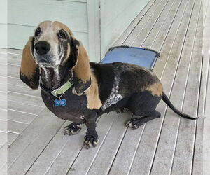 Basset Hound Dogs for adoption in Petaluma, CA, USA