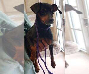 Miniature Pinscher Dogs for adoption in Johnson City, TN, USA