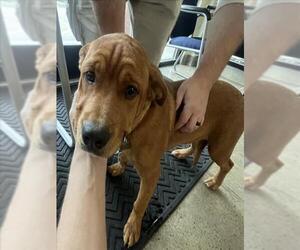 Rottweiler-American Pit Bull Terrier Dogs for adoption in Jackson, CA, USA