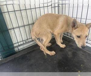 Labrador Retriever-Unknown Mix Dogs for adoption in Houston, TX, USA