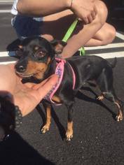 Miniature Pinscher Dogs for adoption in Uwchland, PA, USA
