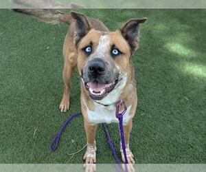 German Shepherd Dog-Unknown Mix Dogs for adoption in Las Vegas, NV, USA