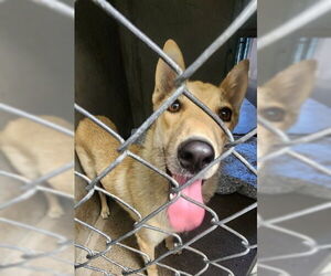 German Shepherd Dog-Unknown Mix Dogs for adoption in San Bernardino, CA, USA