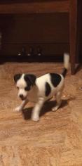Jack Russell Terrier-Unknown Mix Dogs for adoption in Woodstock, IL, USA