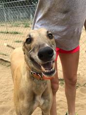 Greyhound Dogs for adoption in Independence, MO, USA