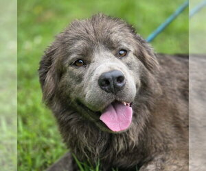Australian Shepherd-Unknown Mix Dogs for adoption in Anniston, AL, USA