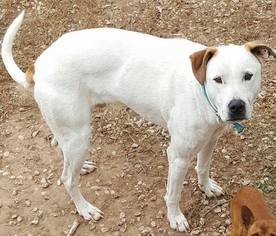 Greyhound-Unknown Mix Dogs for adoption in Midland, TX, USA