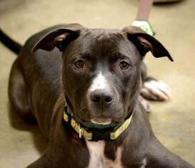 American Pit Bull Terrier Dogs for adoption in Florence, KY, USA