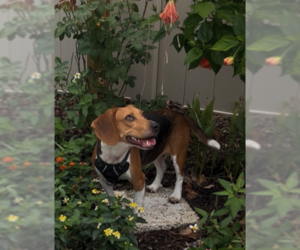 Beagle Dogs for adoption in Tampa, FL, USA
