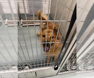 Australian Shepherd-Chow Chow Mix Dogs for adoption in Baytown, TX, USA