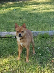 Chug Dogs for adoption in Social Circle, GA, USA