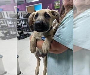 Mastador Dogs for adoption in Maple Grove, MN, USA