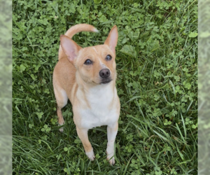 Mutt Dogs for adoption in Sistersville, WV, USA