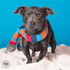 Chiweenie Dogs for adoption in Northbrook, IL, USA
