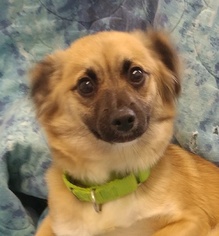 Chiweenie Dogs for adoption in Greenville, IL, USA