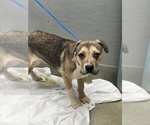 Labrador Retriever-Unknown Mix Dogs for adoption in Las Vegas, NV, USA