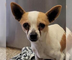 Chihuahua Dogs for adoption in Kanab, UT, USA