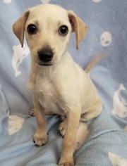Jack Chi Dogs for adoption in Stockton, CA, USA