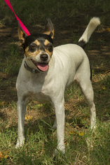 Jack Russell Terrier Dogs for adoption in Norman, OK, USA