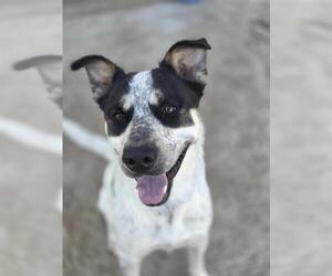 Mutt Dogs for adoption in Temple, TX, USA
