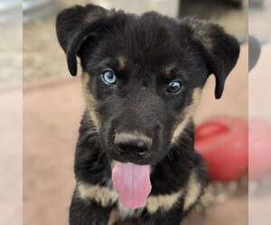 German Shepherd Dog-Unknown Mix Dogs for adoption in Minneapolis, MN, USA