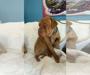 Dogue de Bordeaux Dogs for adoption in Goodyear, AZ, USA