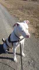 American Pit Bull Terrier-Dalmatian Mix Dogs for adoption in Petaluma, CA, USA