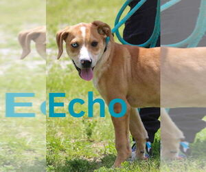 - Mix Dogs for adoption in Cromwell, KY, USA