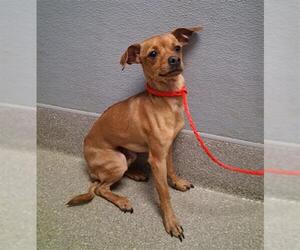 Chihuahua-Unknown Mix Dogs for adoption in Las Vegas, NV, USA
