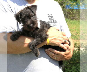 Poodle (Miniature)-Unknown Mix Dogs for adoption in Bandera, TX, USA