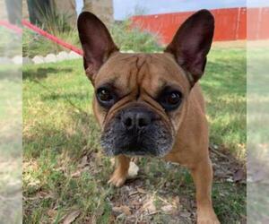 French Bulldog Dogs for adoption in Von Ormy, TX, USA