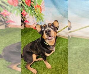 Mutt Dogs for adoption in Globe, AZ, USA