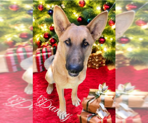 German Shepherd Dog Dogs for adoption in LOGANVILLE, GA, USA