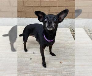 Chihuahua Dogs for adoption in Fort Wayne, IN, USA