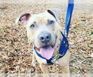 American Staffordshire Terrier Dogs for adoption in Spring Lake, NJ, USA