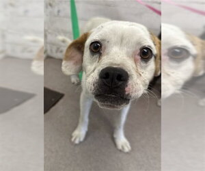 Mutt Dogs for adoption in San Bernardino, CA, USA