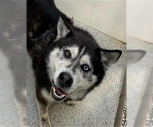 - Mix Dogs for adoption in Lodi, CA, USA