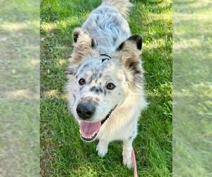 Mutt Dogs for adoption in Sacramento, CA, USA