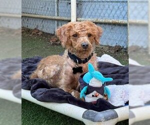 Poodle (Miniature) Dogs for adoption in Ojai, CA, USA