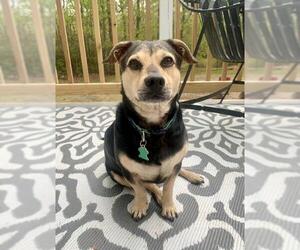 Dachshund Dogs for adoption in Warwick, RI, USA